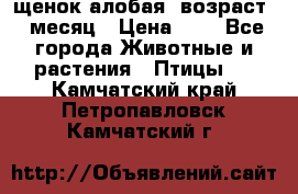 щенок алобая .возраст 1 месяц › Цена ­ 7 - Все города Животные и растения » Птицы   . Камчатский край,Петропавловск-Камчатский г.